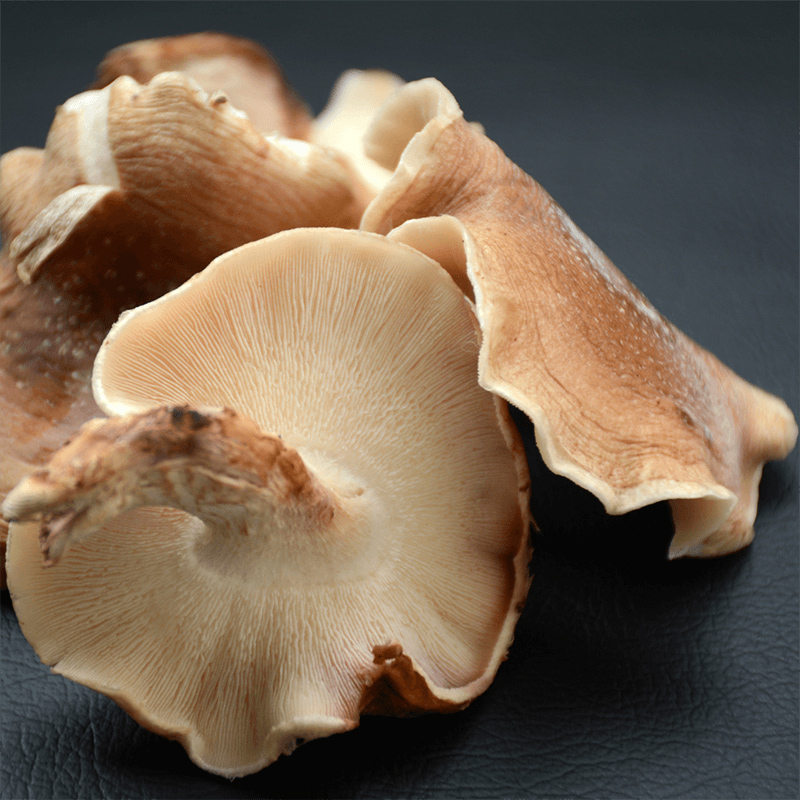 YENSA-koreańskie kosmetyki z superfoods-grzyby shiitake